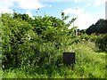 SJ8542 : Ferndown LNR: Diamond Jubilee trees by Jonathan Hutchins