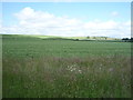 NT7738 : Crop field near Lochton by JThomas