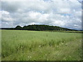 Oilseed rape crop towards Birgham Wood