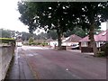 West Howe: two large trees on High Howe Close