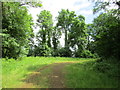 Track into Powderham New Plantation