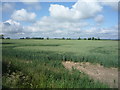 Crop field  off the Duns Road