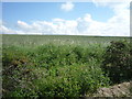 Farmland near Hawkslaw