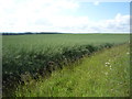 Oilseed rape crop, Butter Law