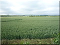 Crop field off the A698