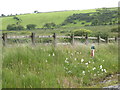 Common cottongrass (Eriophorum angustifolium) beside the A30 at Temple New Bridge