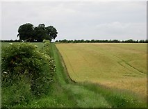SE9636 : Field  edge  track  to  Ella  Hill by Martin Dawes