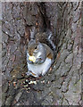 TQ3092 : Grey Squirrel in Tree, Broomfield Park, London N13 by Christine Matthews