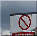 A song thrush unperturbed by the firing range