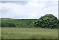 NZ0481 : Grassland and woods beside the A696 by Russel Wills