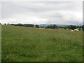 NY0535 : Livestock grazing near Maryport by Graham Robson
