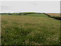 Grass field on the edge of Maryport