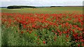 NZ0274 : Poppies amongst the oil seed rape crop by Clive Nicholson
