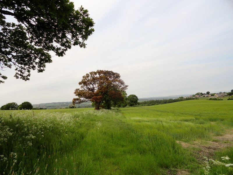 Oak tree on field boundary © Robert Graham :: Geograph Britain and Ireland