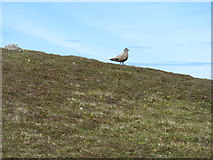 HZ2072 : An unaggressive Bonxie by David Purchase