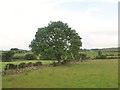 Pasture land west of the B8 (Hilltown Road)