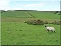 Sheep on Ellerbeck Common