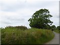 Long grass and a solitary tree north of Boldventure Cross