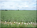 NT9244 : Crop field near Grindon by JThomas