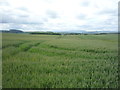 NT9342 : Crop field west of Duddo by JThomas