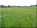 Sheep pasture, north of Bryn Gwawr