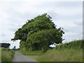 SX4497 : Trees and a field entrance south of Upcott Cross by David Smith