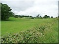 Sheep pasture, north of Brook Villa