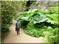 NZ0878 : Giant rhubarb in the Quarry Gardens by Oliver Dixon