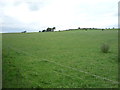 Grazing near Shipley Lane