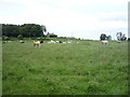 Grazing, White House Farm