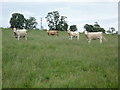 Cattle grazing, White House Farm