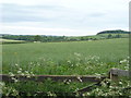 Oilseed rape crop off Hinding Lane