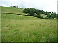 Farmland on the north bank of Afon Banwy / River Banwy