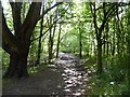 Track through wood near Westbury Park