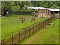 SJ4070 : Asian Plains and Paddocks, Chester Zoo by David Dixon