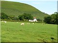 Sheep pasture below the slopes of Moel Iart