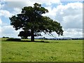 SO8732 : An oak tree and Tewkesbury Abbey by Philip Halling