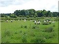 Sheep in pasture with thistles