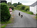 Guard dogs, Carryglass