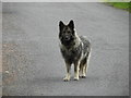 H3855 : Alsatian dog, Carryglass by Kenneth  Allen