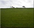 Grassy hillside