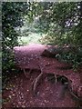 Talbot Village: tree roots cross footpath N41