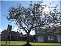 Tree on School Road, Wickham