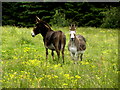 Donkeys, Carryglass