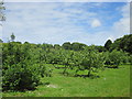 Orchard at Polgoon Cider