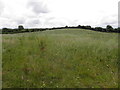 Lisconrea Townland