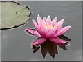 Water Lily at Royal National Rose Society Garden, St Albans, Hertfordshire