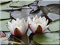 Water Lily at Royal National Rose Society Garden, St Albans, Hertfordshire