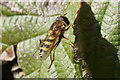 A Syrphus hoverfly, Melling Delph