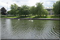 Swans on the pond, Alexandra Park